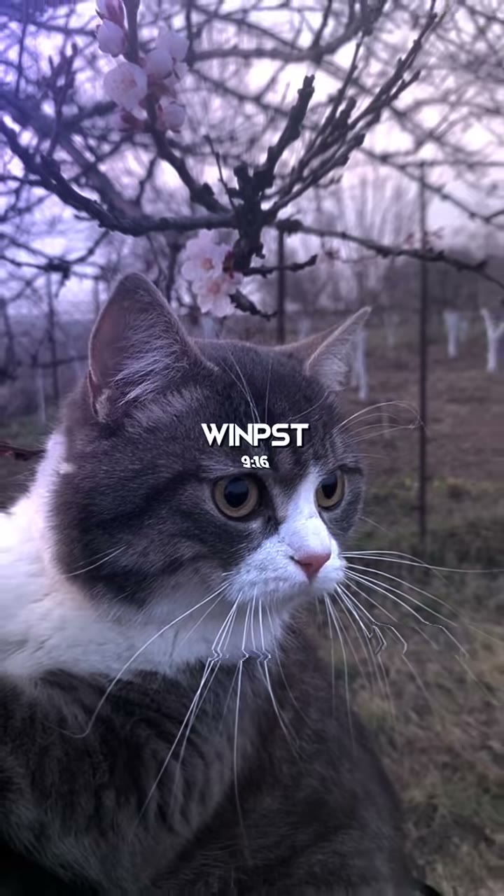 winkoko_preset Preset — Alight Motion preset by winkoko_preset