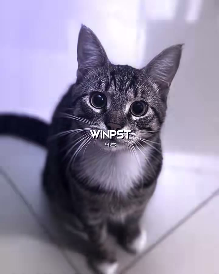 winkoko_preset Preset — Alight Motion preset by winkoko_preset