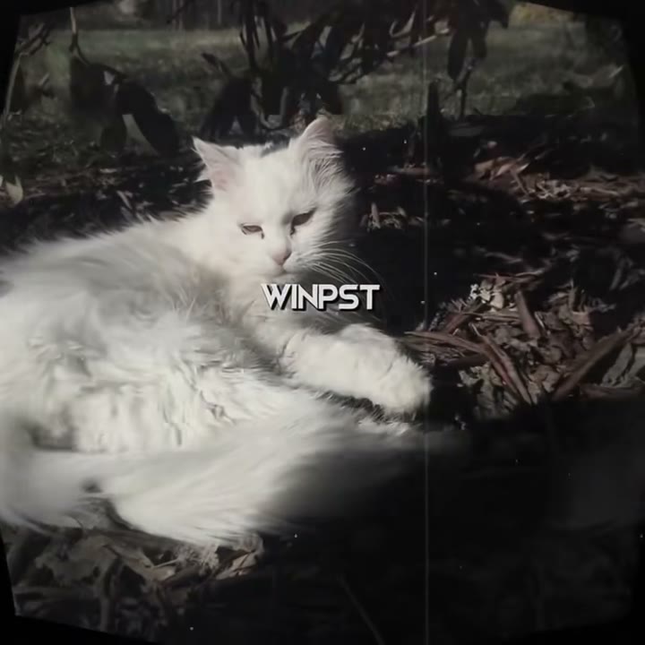 winkoko_preset Preset — Alight Motion preset by winkoko_preset